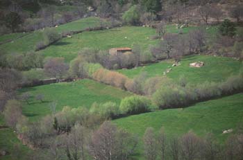 Sauce blanco - Setos (Salix alba)