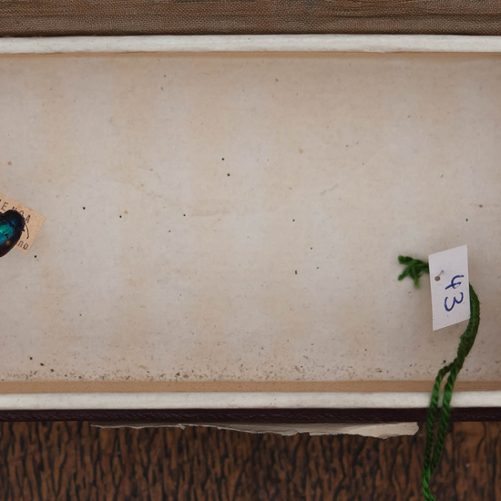 IES_CARDENALCISNEROS_Insectos_011