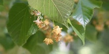 Tilo común - Flores (Tilia platyphyllos)