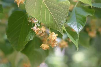 Tilo común - Flores (Tilia platyphyllos)