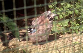 Arrendajo (Garrulus glandarius)