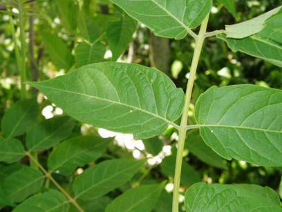 AILANTO - Ailanthus altíssima