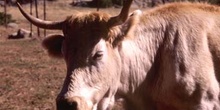 Vaca doméstica (Bos taurus)