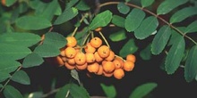 Serbal de cazadores - Fruto (Sorbus acuparia)