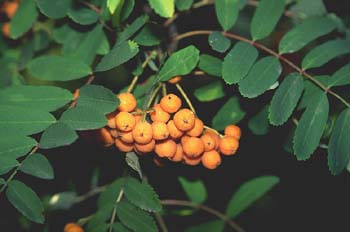 Serbal de cazadores - Fruto (Sorbus acuparia)