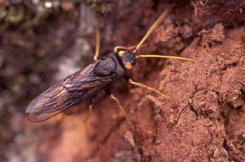 Sirice gigante (Urocerus gigas)