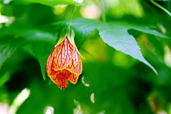 Capullo de flor