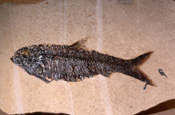 Knightia alta (Peces) Eoceno