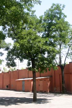 Falsa acacia de Japón - Porte (Sophora japonica)