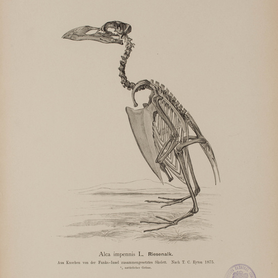 IES_CARDENALCISNEROS_AVES_LAMINAS_144