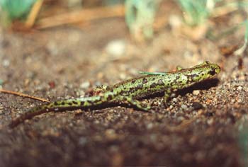 Tritón jaspeado (Triturus marmoratus)