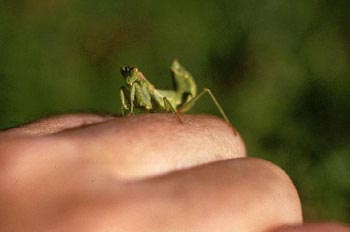 Mantis (Ameles sp.)