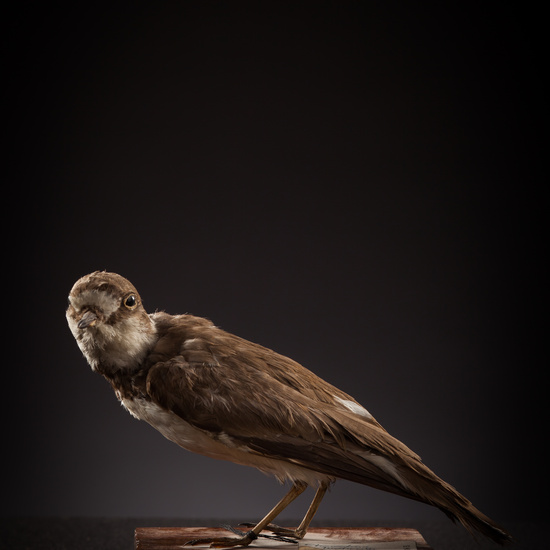 IES_CERVANTES_BIOLOGIA_033