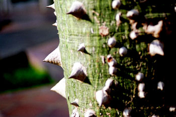 Detalle de tallo con púas