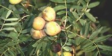 Serbal común (Sorbus domestica)