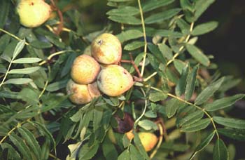 Serbal común (Sorbus domestica)