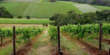Viñedos en el estado de Victoria, Australia