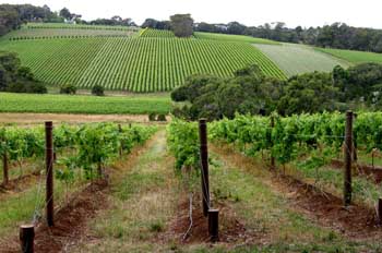 Viñedos en el estado de Victoria, Australia