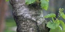 Abedul - Tronco (Betula pubescens)