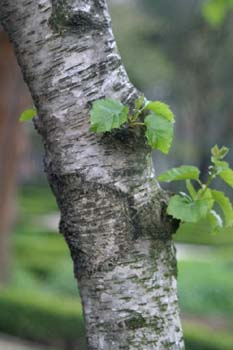 Abedul - Tronco (Betula pubescens)