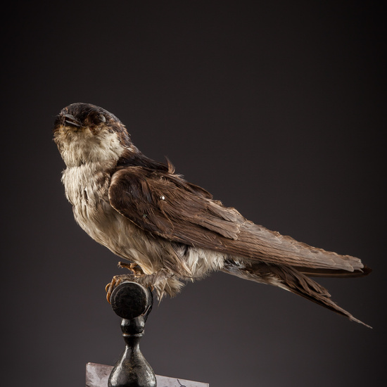 IES_SANISIDRO_BIOLOGIA_425