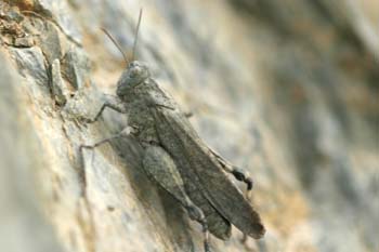 Saltamontes de alas azules (Sphingonotus caerulans)