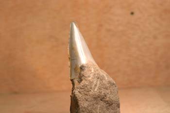 Tiburón - Diente (Escuálido) Mioceno