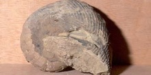 Nautiloideo (Nautilus) Ordovícico