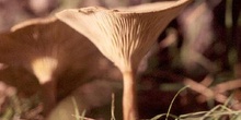 Clitocybe inversa