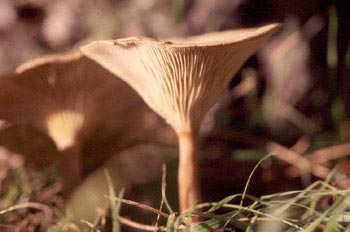 Clitocybe inversa