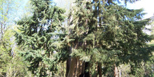 árbol hueco, Parque Stanley, Vancouver