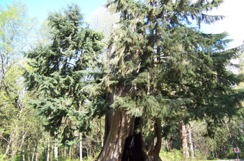 árbol hueco, Parque Stanley, Vancouver