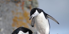 Pingüino barbijo. El pingüino de MAX 4.0