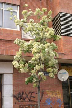 Fresno de hoja florido - Porte (Fraxinus ornus)