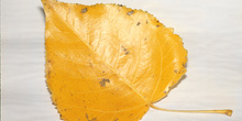 Hoja de chopo