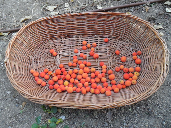 Cosecha de madroños en el Huerto del Palomar.