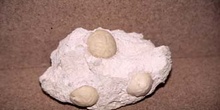 Cassidulus gouldii (Equino-Erizo) Oligoceno