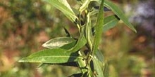 Sauce blanco - Hojas (Salix alba)