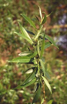 Sauce blanco - Hojas (Salix alba)