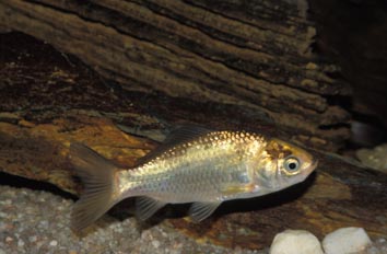 Pez rojo (Carassius auratus)