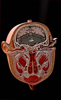 Sección superior frontal cabeza