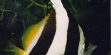 Pez mariposa portaestandarte (Heniochus acuminatus)