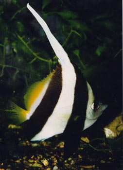 Pez mariposa portaestandarte (Heniochus acuminatus)