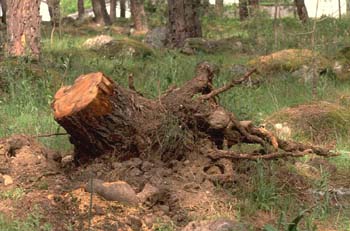 Pino resinero - Agresión (Pinus pinea)