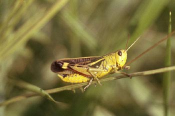 Saltamontes chirriador (Mecostetus grossus)