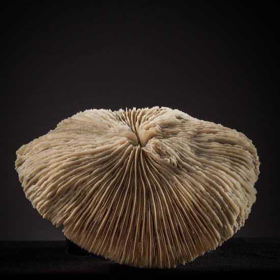 IES_SANISIDRO_BIOLOGIA_439