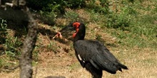 Calao terrestre (Bucorvus leadbeateri)