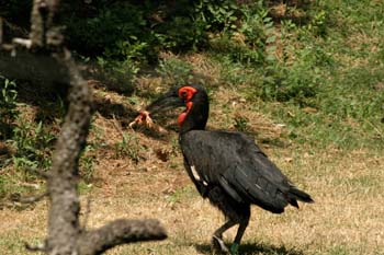 Calao terrestre (Bucorvus leadbeateri)