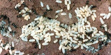 Hormiga (Formicidae fam.)