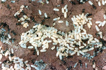 Hormiga (Formicidae fam.)